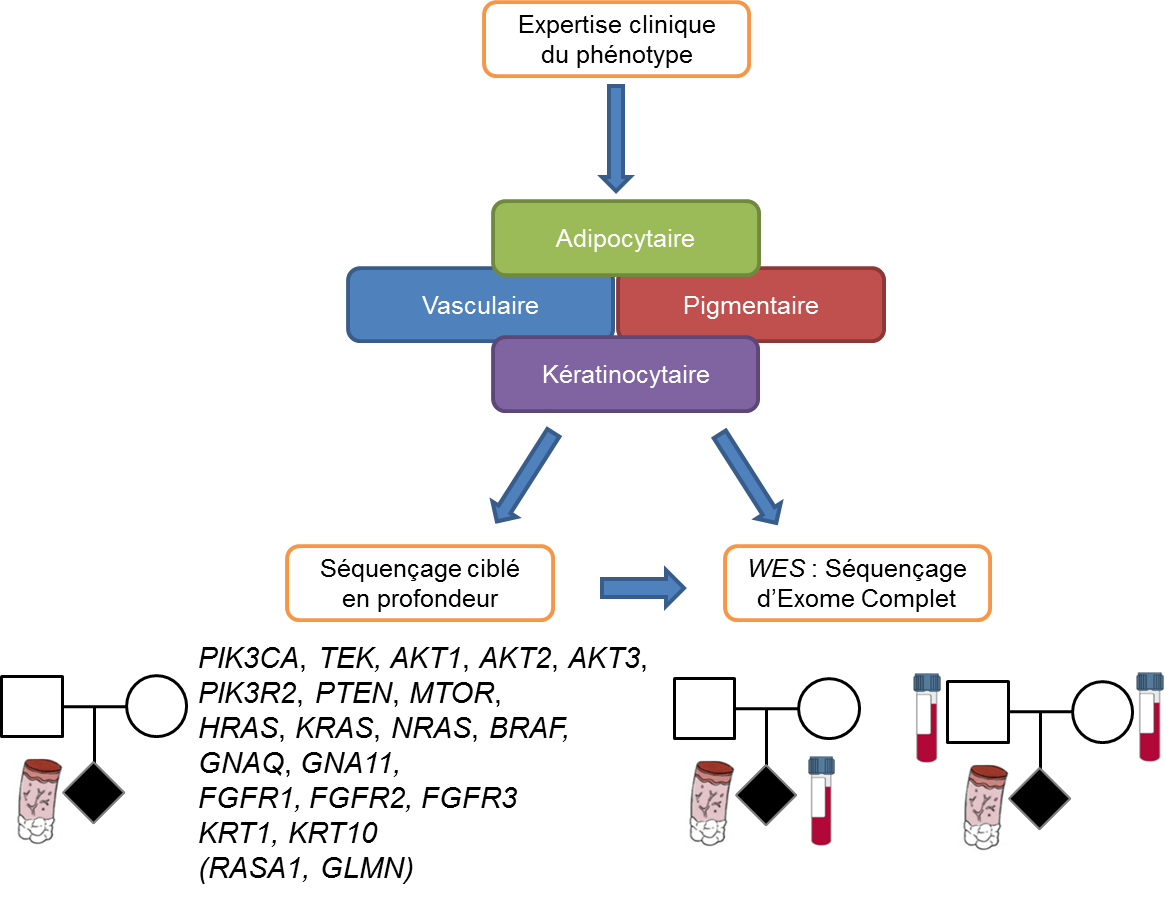 Figure : Stratégie de diagnostic et de recherche basée sur l’évaluation phénotypique